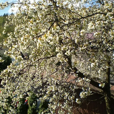 Gościnne Alicja Wisła