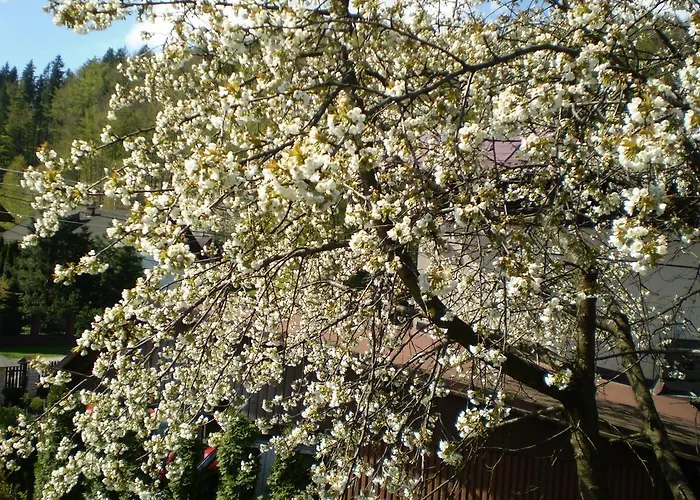 Goscinne Alicja Wisla